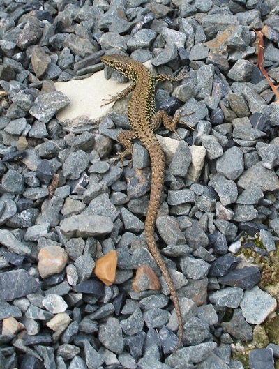 Common Lizard Common Lizard