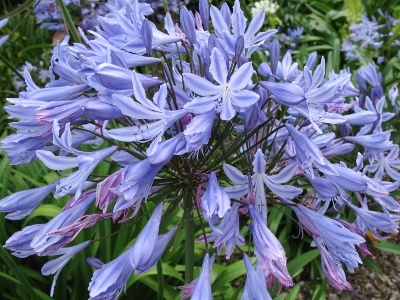 Agapanthus Agapanthus
